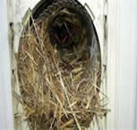 Bird nest in dryer vent